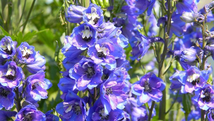 Image of purple delphiniums at Temple Newsam