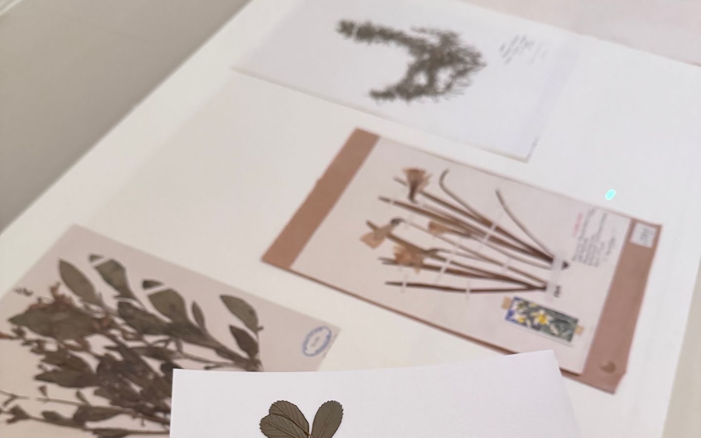 A herbarium sheet on top of a display cabinet with more herbarium sheets on