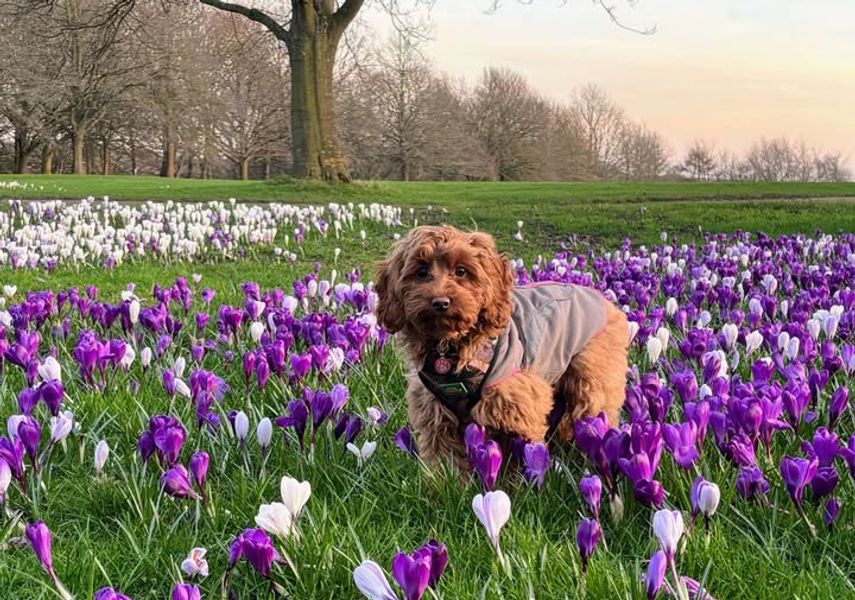 Dog on the estate in purple crocus