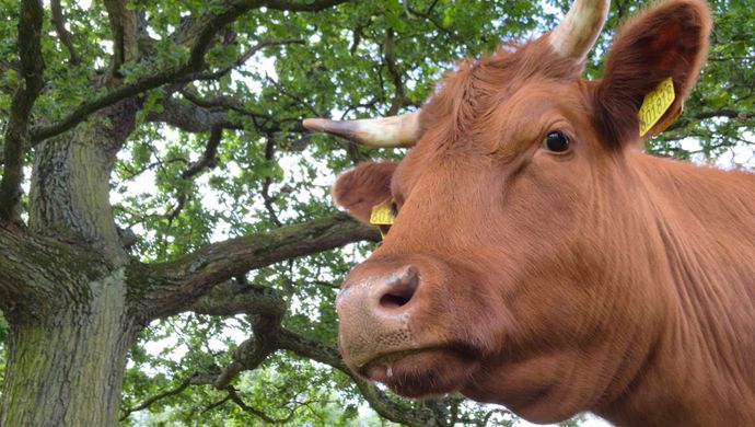 Cow in front of a tree