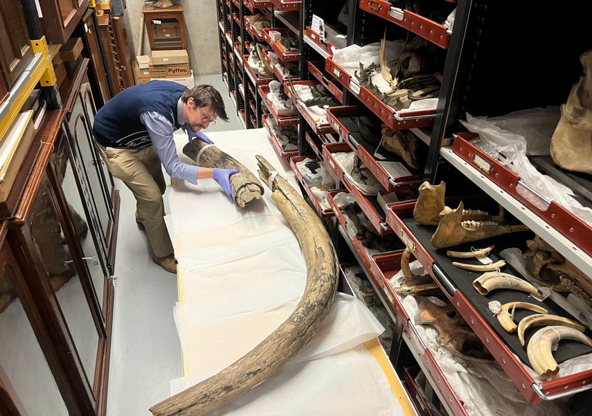 A man examines a mammoth tusk in a museum