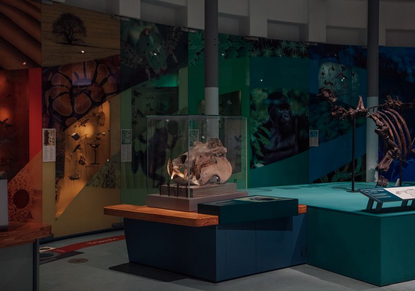 Life on Earth gallery at Leeds City Museum with a hippo skull in the centre