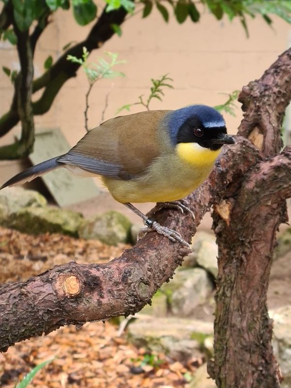 Blue Crowned Laughing Thrush at Lotherton