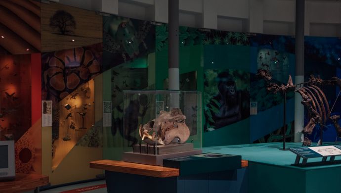 A hippo skeleton on display in a museum