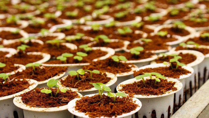 Seeds growing in plant pots