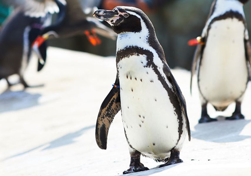 A group of Penguins 