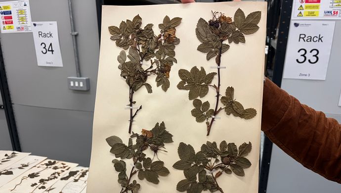 herbarium sheet example