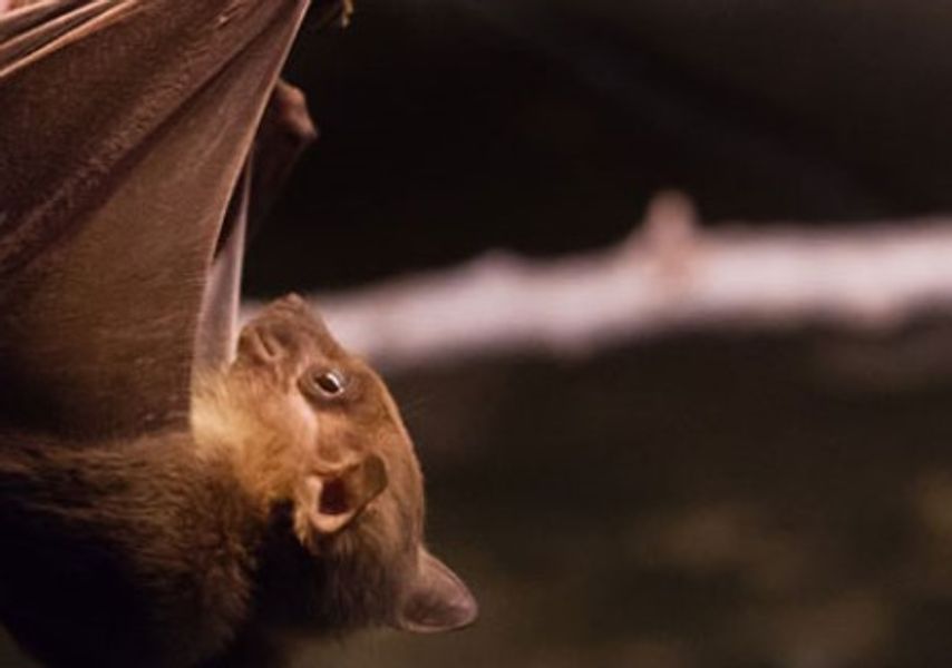 A bat hangs upside-down from a branch