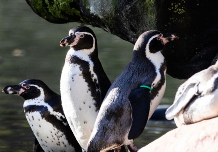 A group of Penguins 