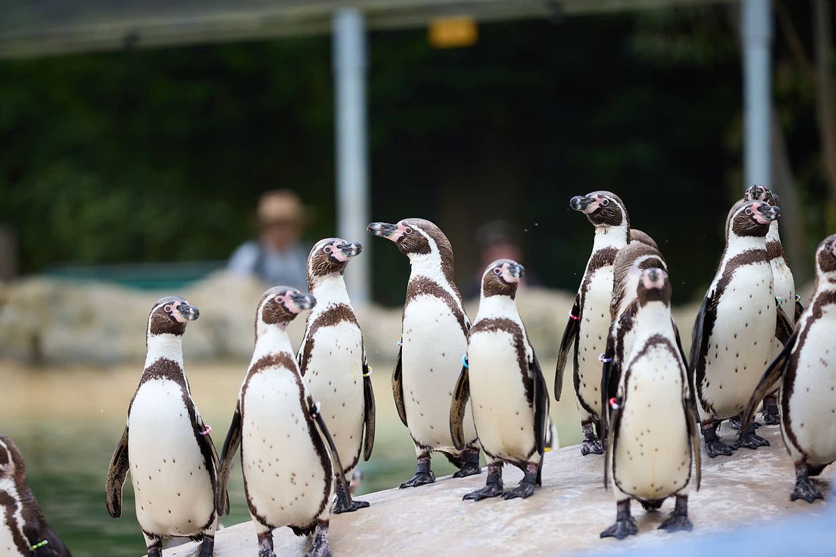 A group of penguins in an enclosure