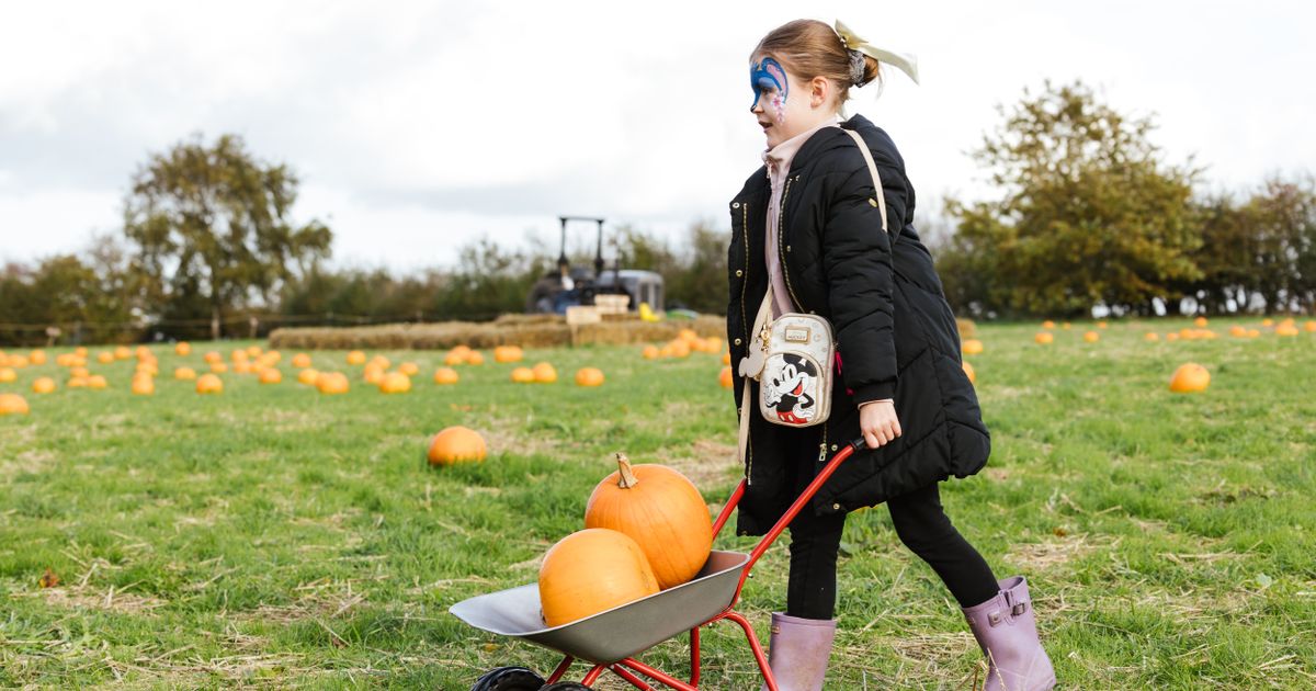 Pumpkin picking at Lotherton Pumpkin Patch