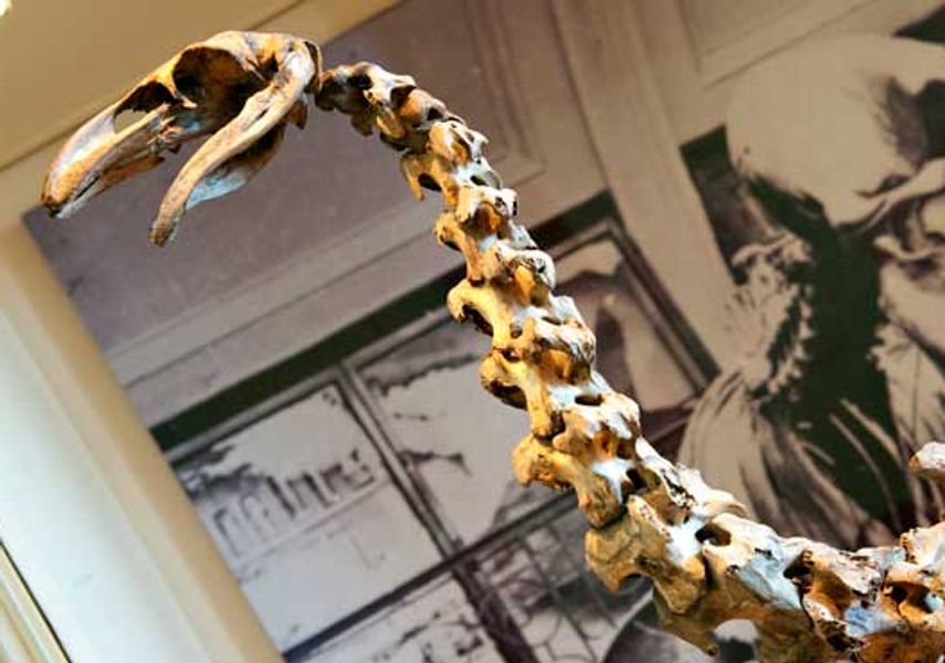 A large Moa bird skeleton on display at Leeds City Museum.