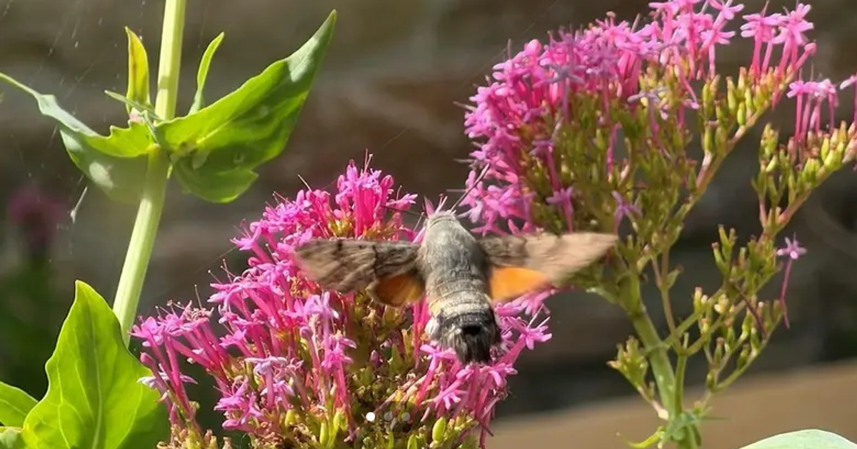 Moth Morning