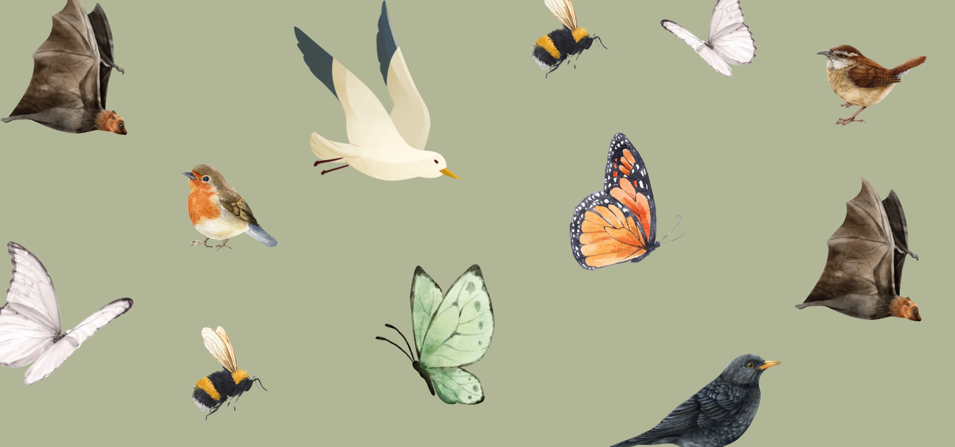 Birds, Bees, Bats and Butterflies at Kirkstall Abbey