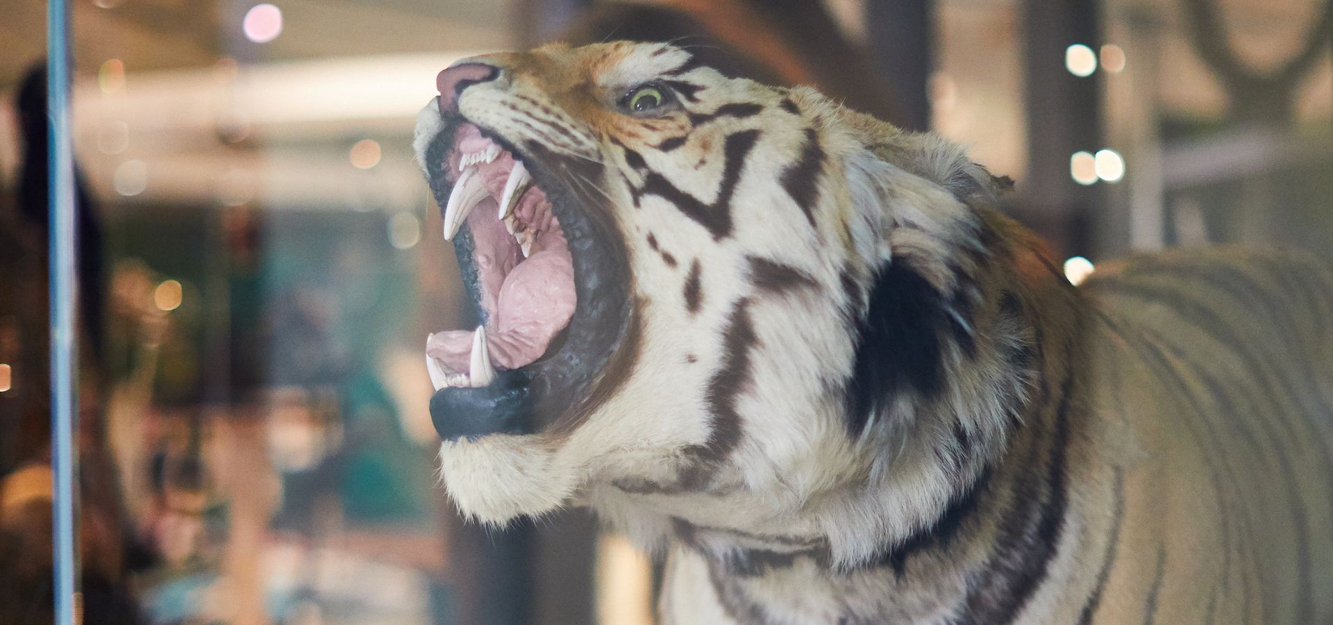 Taxidermy tiger with mouth open