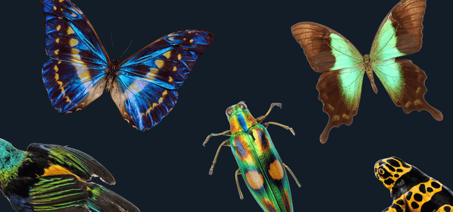 A collection of glowing, vibrant butterflies, birds and bugs on a black background