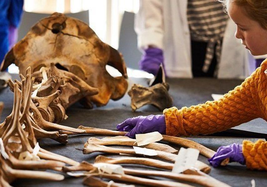 A child looking at whale bones at Leeds Discovery Centre