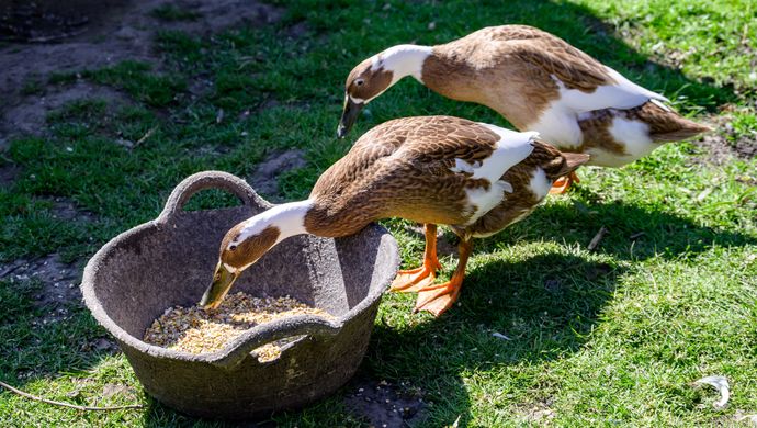 Two ducks eating food