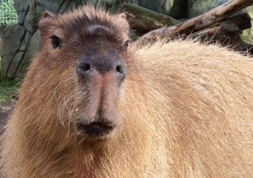 A Capybara