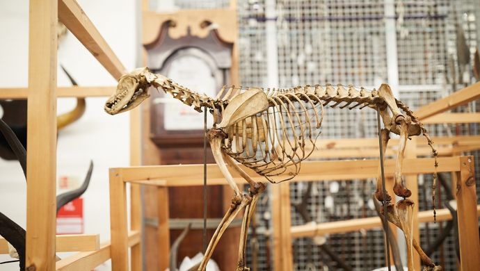 A skeleton of a dog in a wooden frame