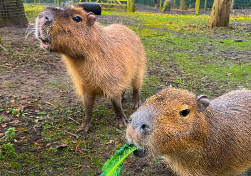 2 capybaras being fed cabbage in wildlife world