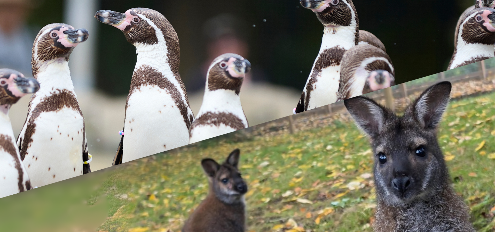 A group of penguins on the top, with an image of wallabies overlaying at the bottom