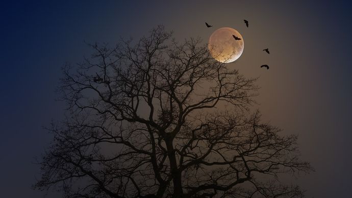 Bats flying in the dark around the moon