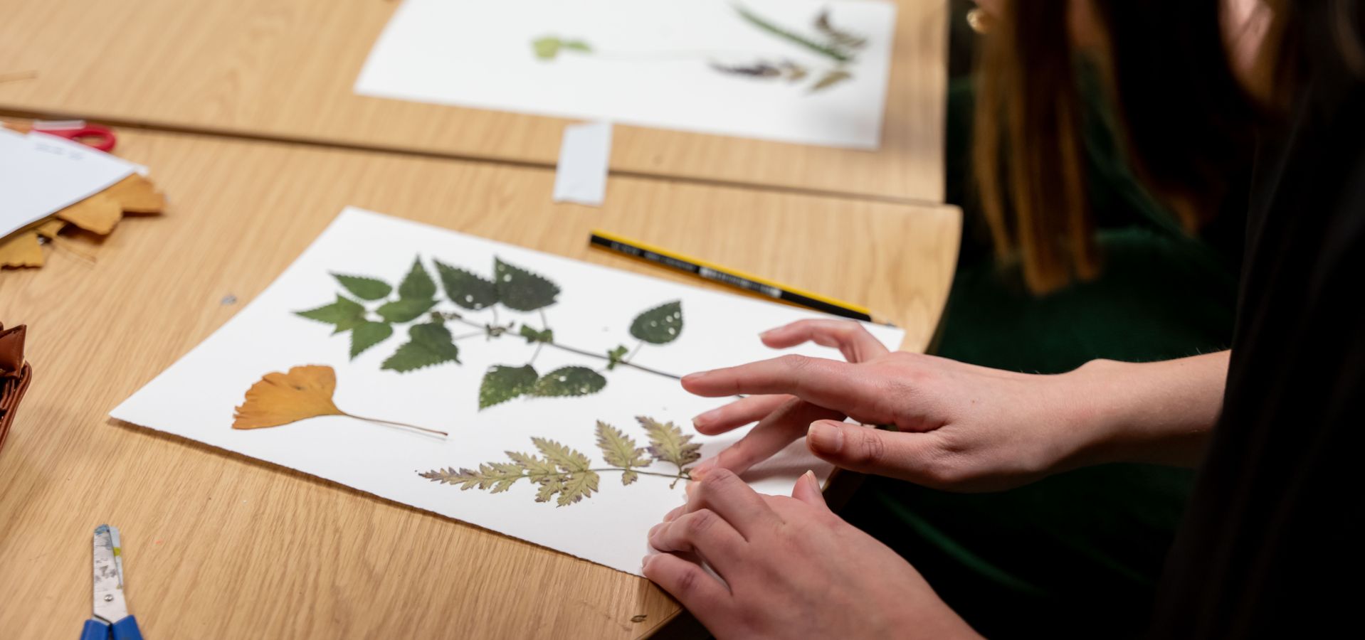 a person making a herbarium sheet on a table