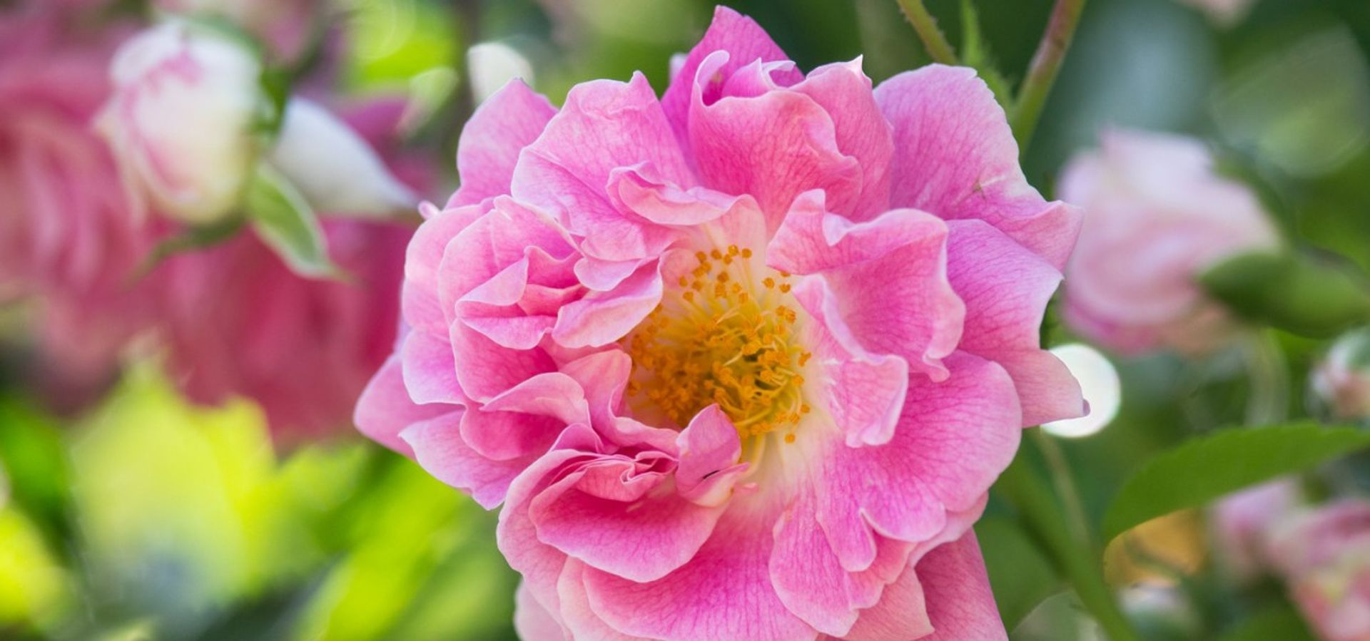 A close up of a pink rose