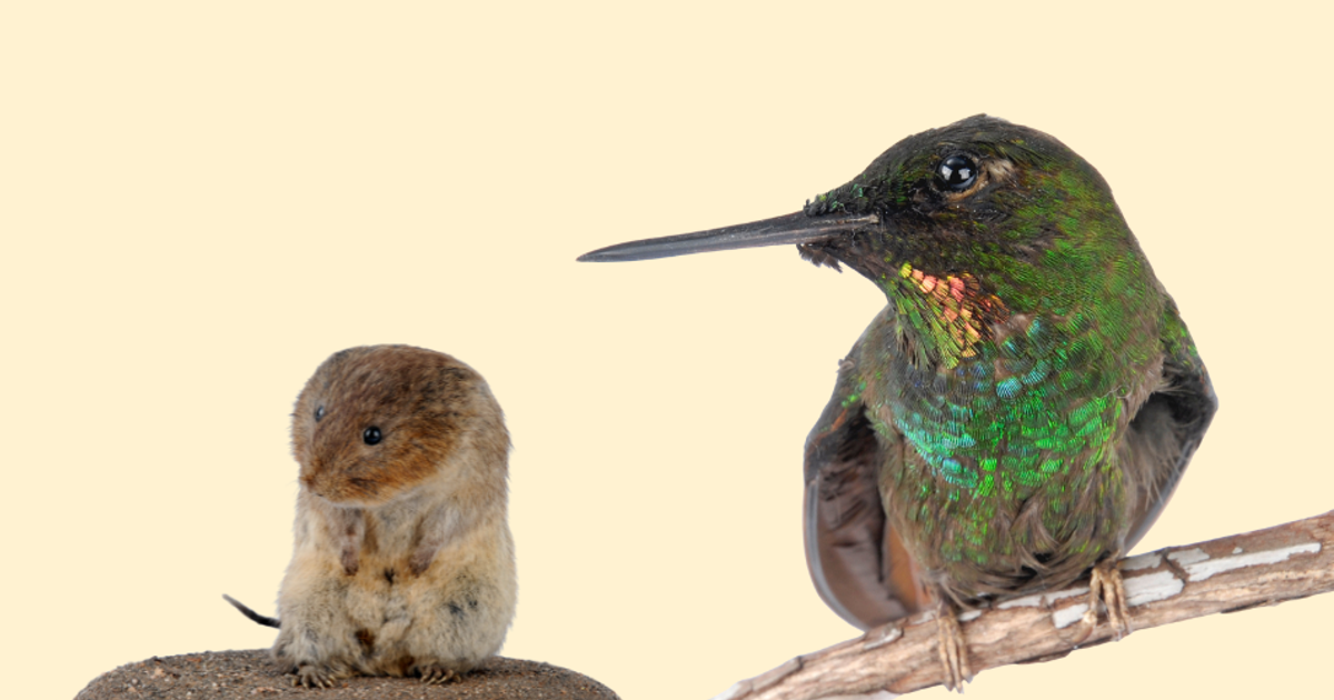 Still Life Drawing: Animals