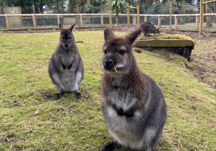 two wallabies