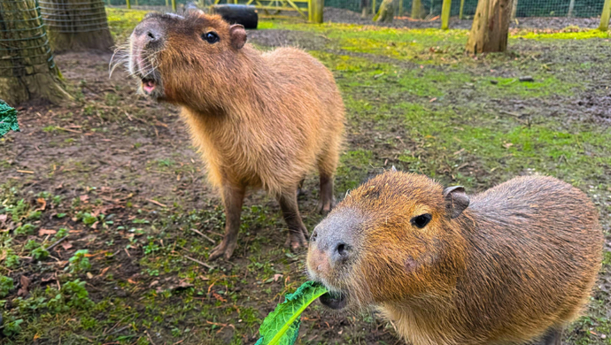 2 Capybaras at Wildlife World being fed cabbage