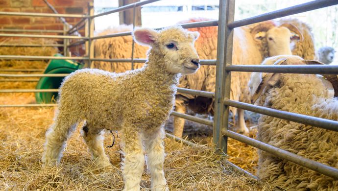 Lamb on hay in a farm