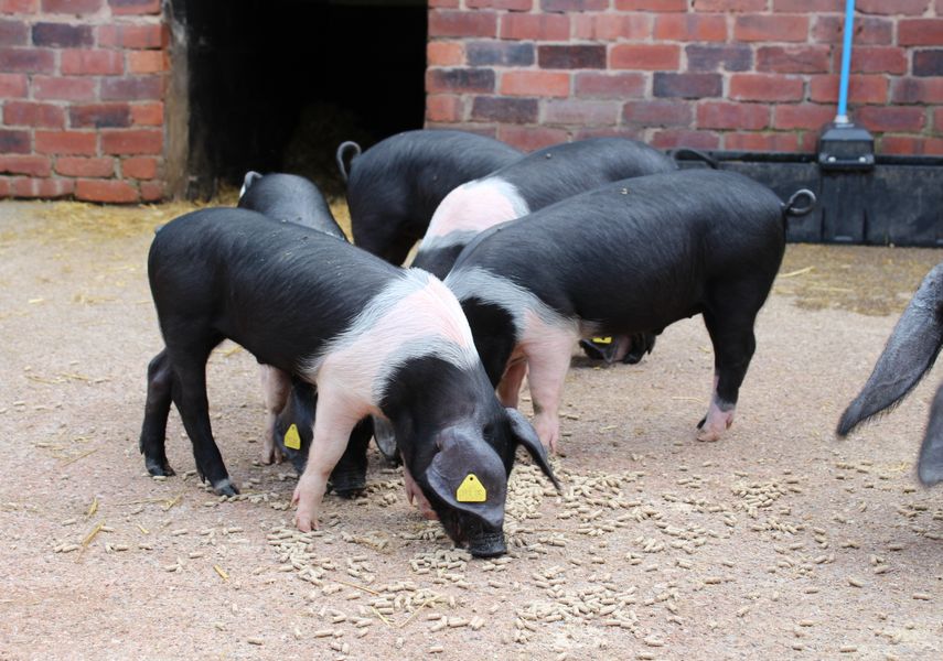 image of piglets at Home Farm