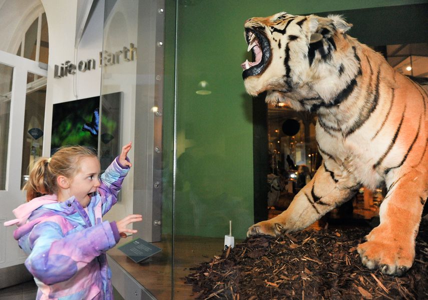 A young girl looks at a Tiger in a museum display 