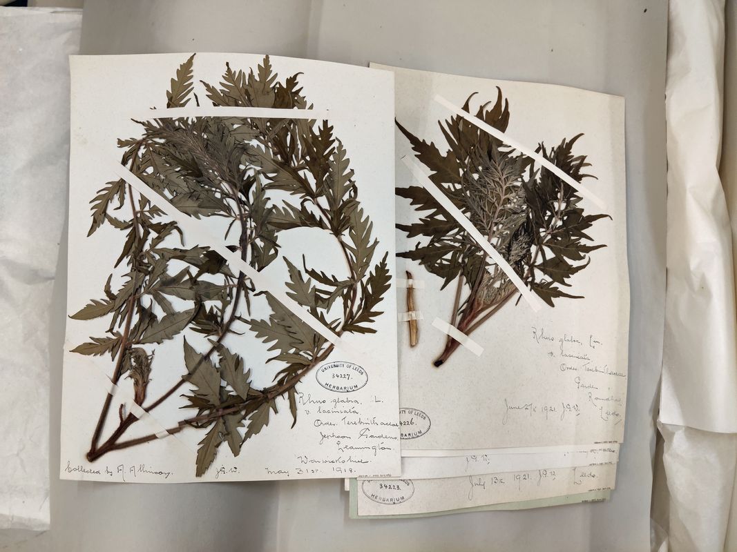 herbarium sheet example