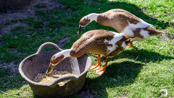 Two ducks eating food