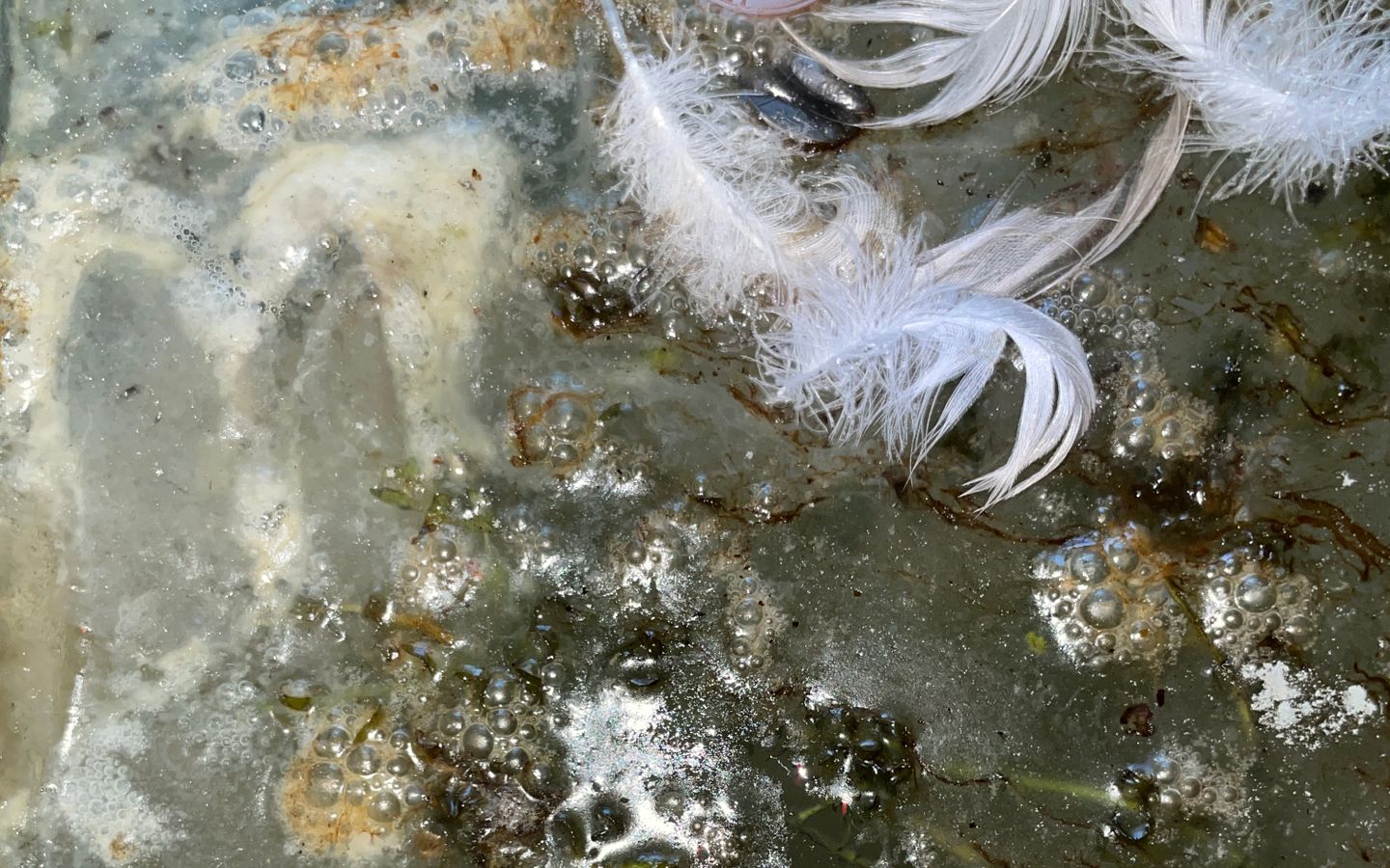 An object from a dredged lake, mottled, rotted and bloated with feathers and greenery stuck to it