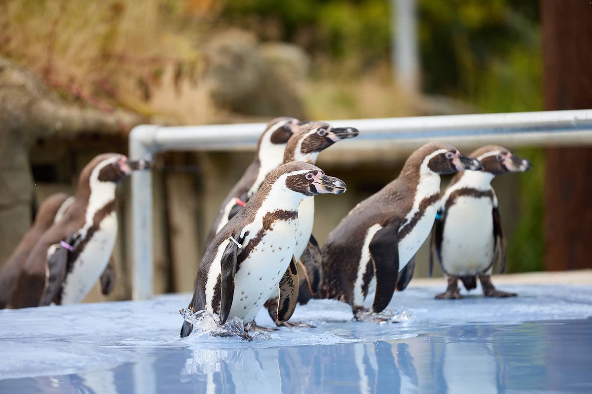 a cluster of penguins