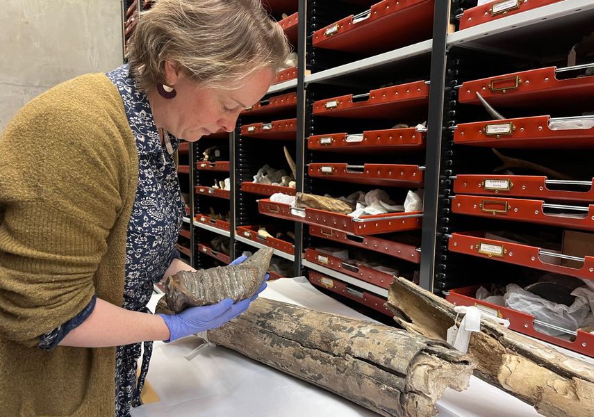 A curator holding a mammoth tusk in the Leeds Discovery Centre collection store