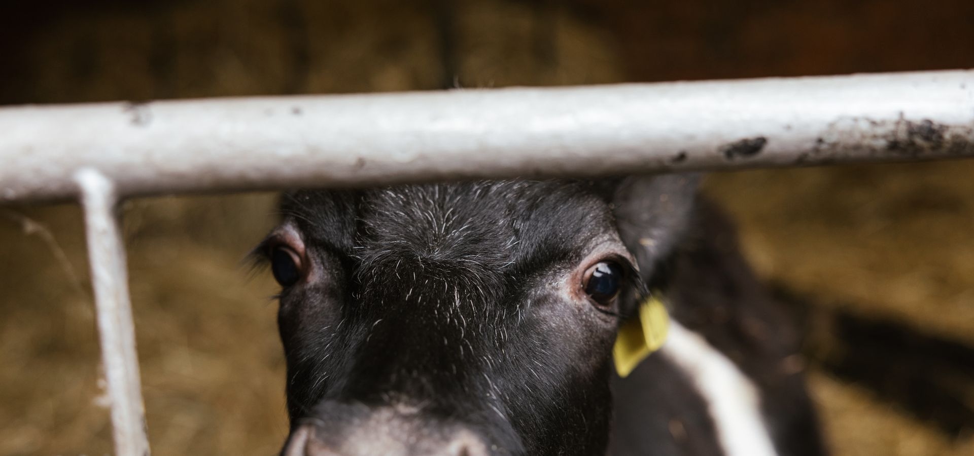 A cow at Home Farm