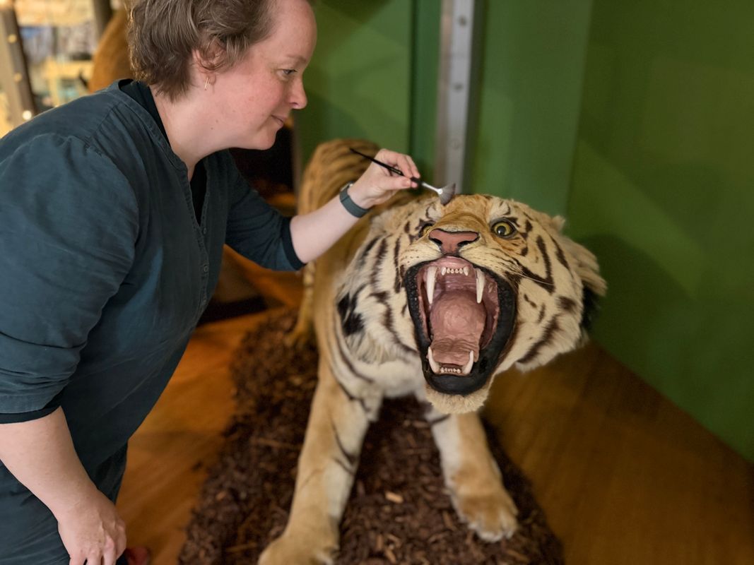 Curators Clare Brown (pictured) and Sarah Burhouse were on site at Leeds City Museum carrying out meticulous checks for dust and the types of tiny pests which can be harmful to vintage taxidermy, before undertaking a delicate clean of some unique and historically significant exhibits.
