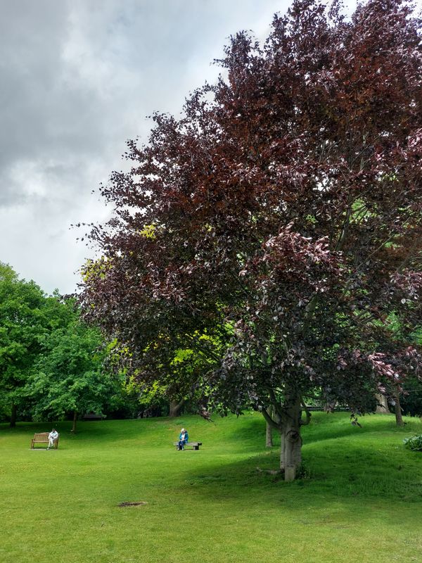A park way, with green grass, benches and trees