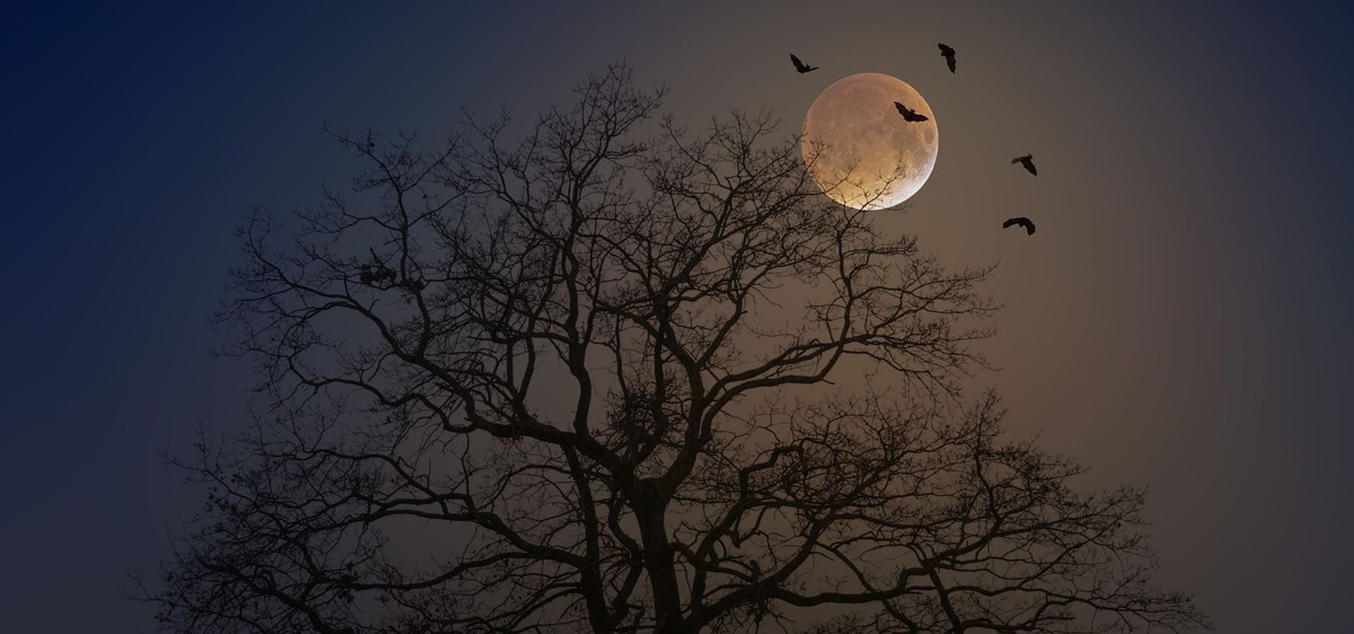 A tree with the moon and bats in the background