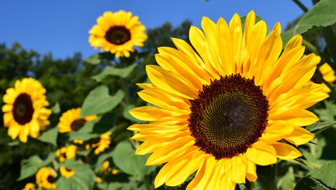 Tall sunflowers