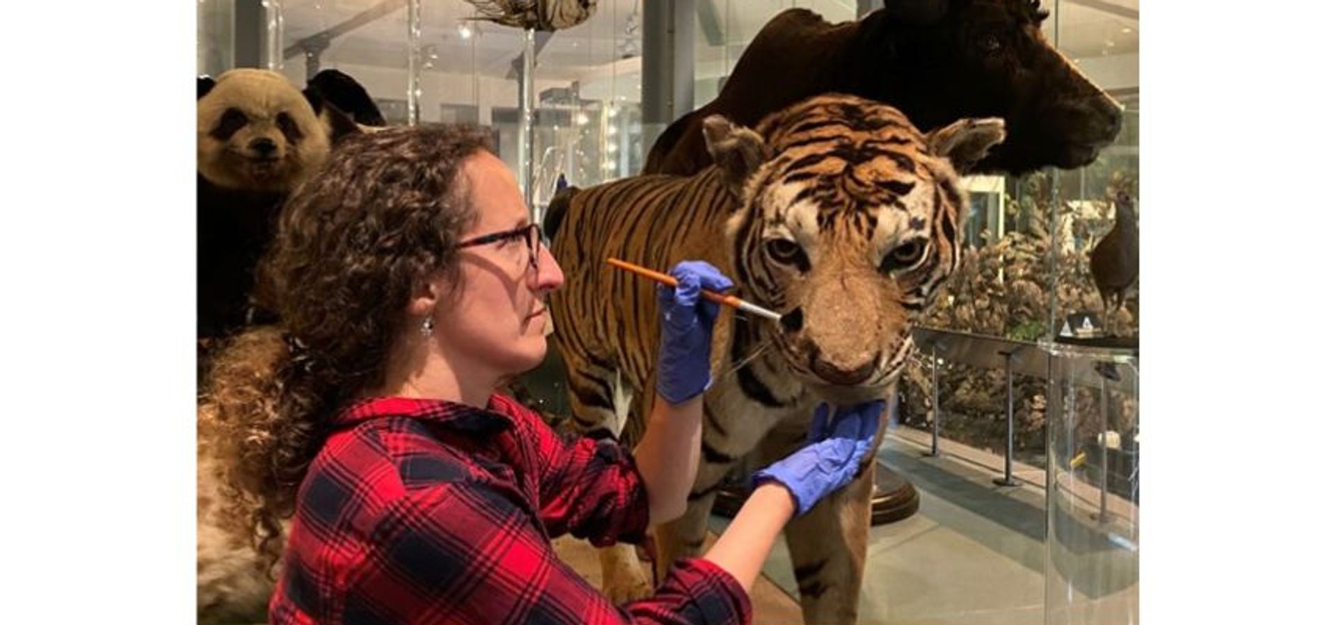 Curator cleans a stuffed tiger for the display