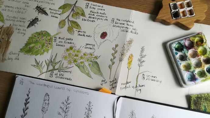 Booklets with plants and flora drawings