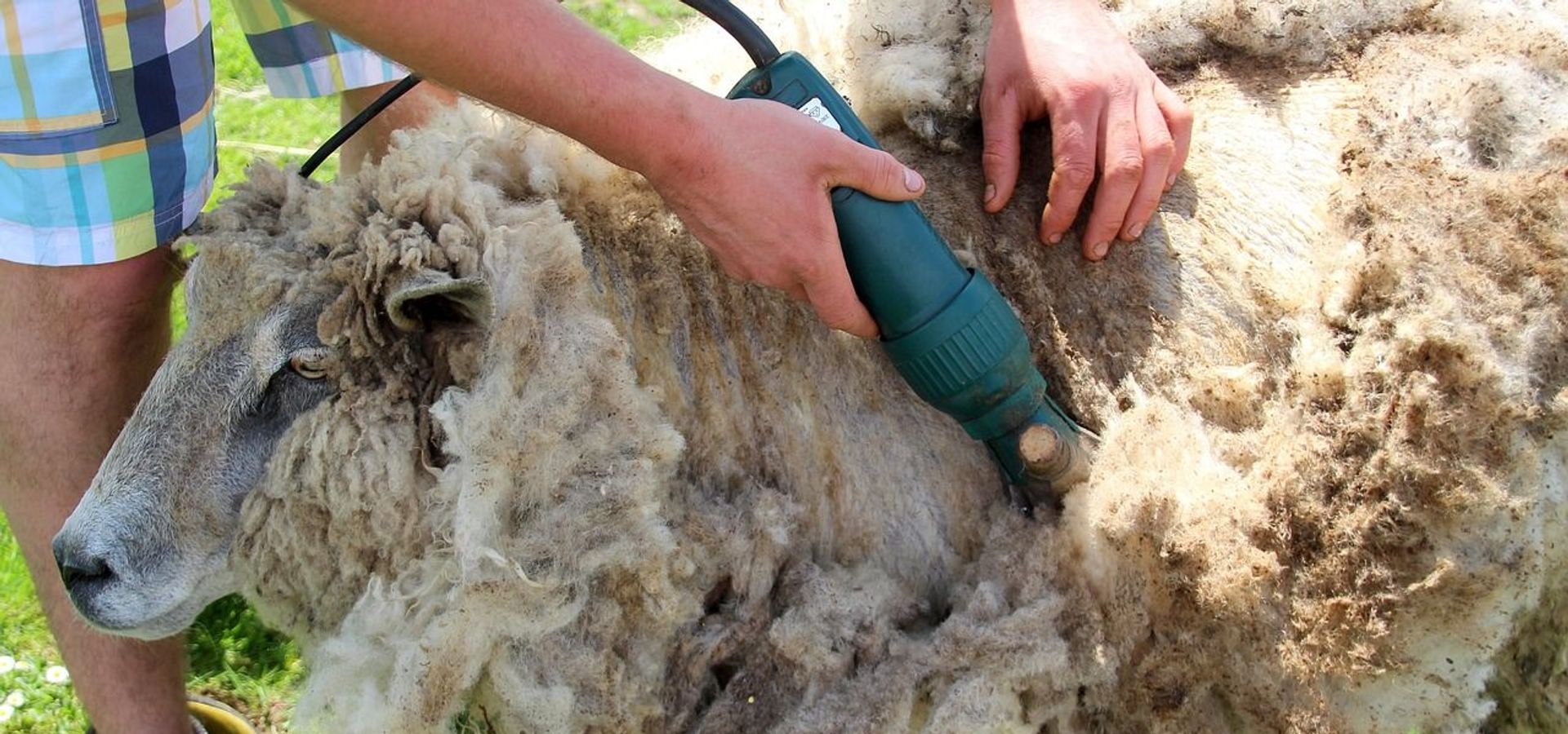 Sheep being sheared by a green machine 