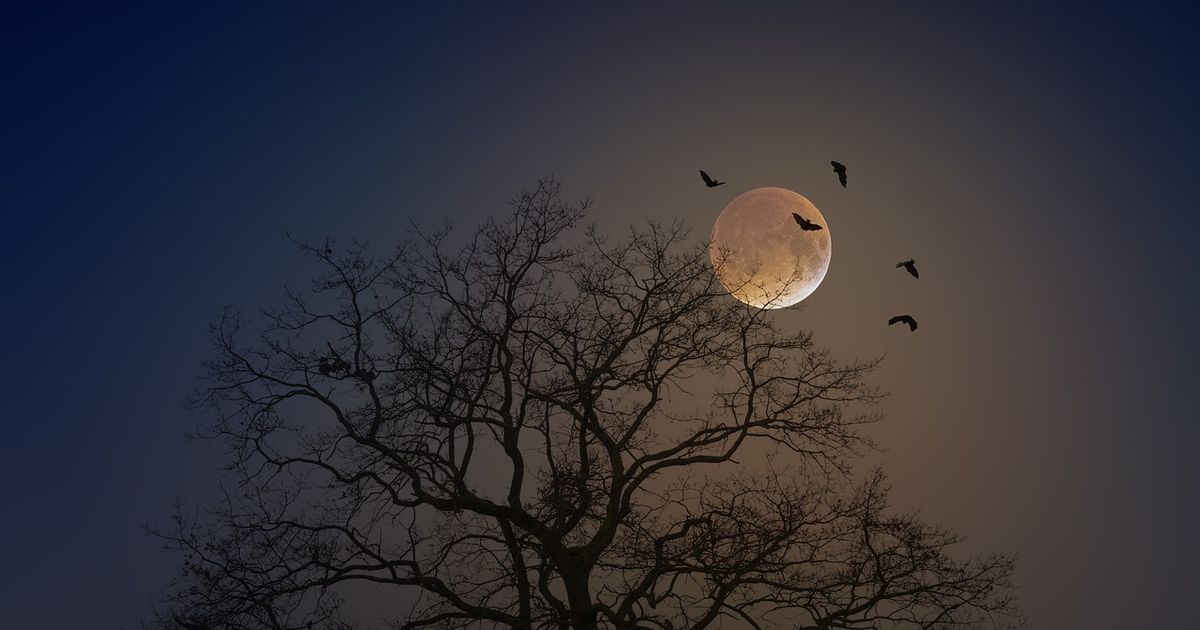 Bat Walk