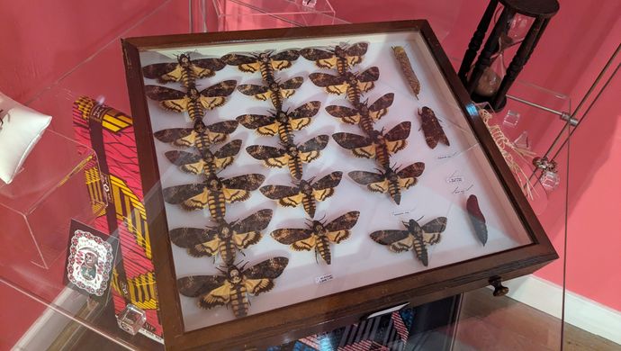 a collection of framed moths